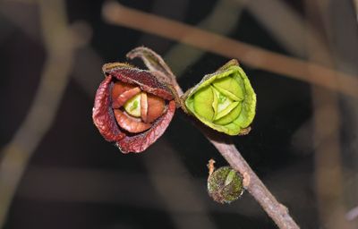 Pawpaw Flowers