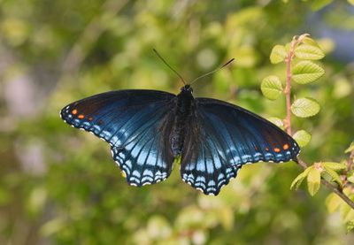 Red-spotted Admiral