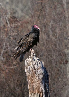 Turkey Vulture