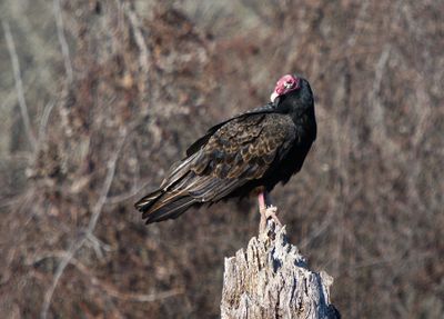 Turkey Vulture