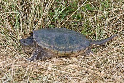 Common Snapping Turtle
