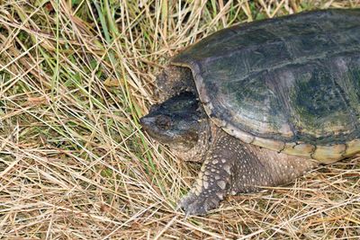 Common Snapping Turtle