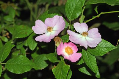 Climbing Prairie Rose