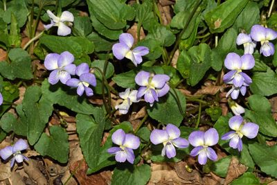 Violet species