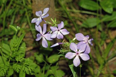 Blue Phlox