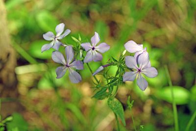 Blue Phlox