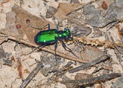 Six-spotted Tiger Beetle