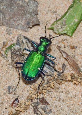 Six-spotted Tiger Beetle