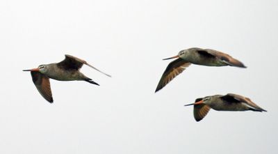Hudsonian Godwits