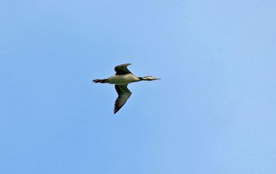 Common Loon