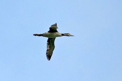 Common Loon