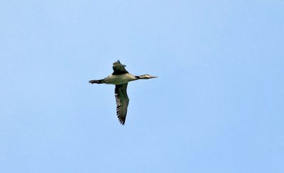 Common Loon
