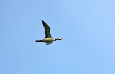 Common Loon
