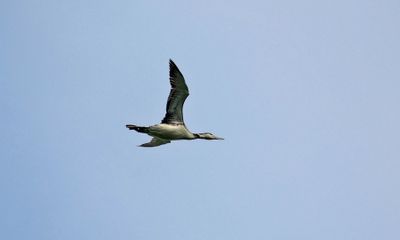Loons & Grebes