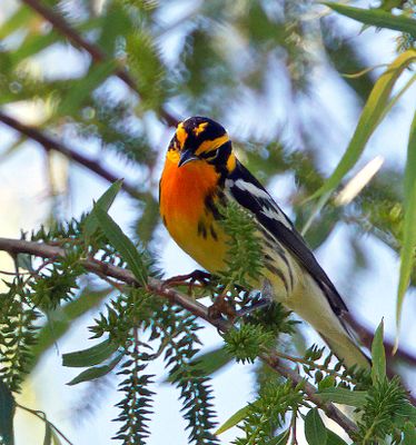 Blackburnian Warbler