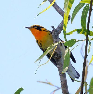 Blackburnian Warbler
