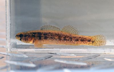 Goldstripe Darter