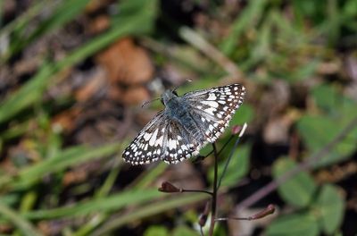 Checkered Skipper