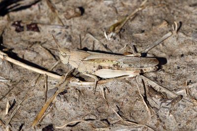 Northern Green Striped Grasshopper