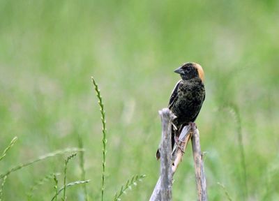 Bobolink