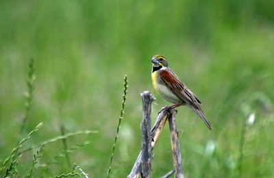 Dickcissel