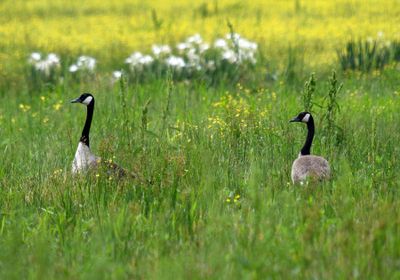 Canada Geese