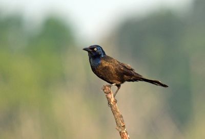 Common Grackle