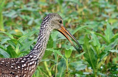 Limpkin with Ramshorn snail