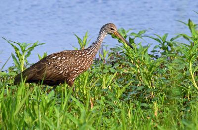 Limpkin