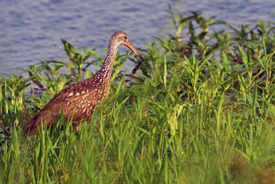 Limpkin