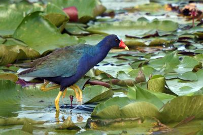 Purple Gallinule