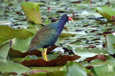 Purple Gallinule