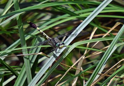 Bayou Clubtail