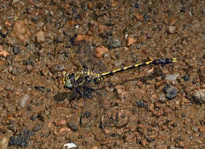Common Sanddragon