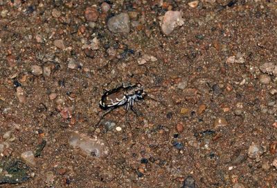 Bronzed Tiger Beetle