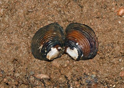 Asian Clam