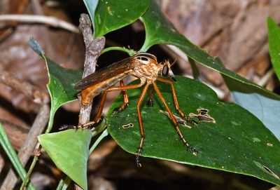 Diogmites neoternatus