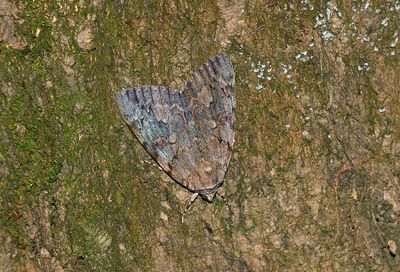 Epione Underwing Moth