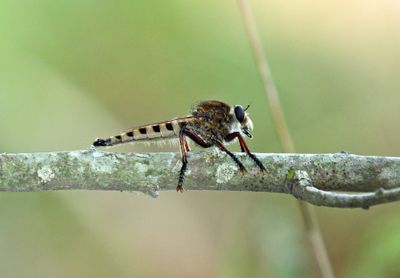 Promachus hinei