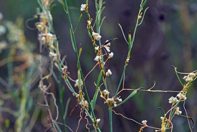 Dodder On Saltmarsh Aster