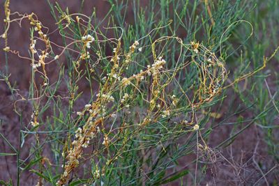 Dodder On Saltmarsh Aster
