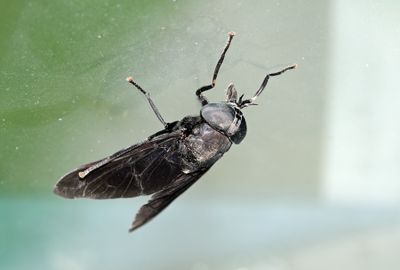 Horsefly
