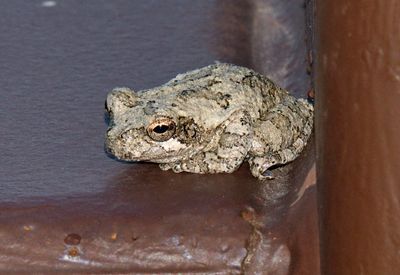 Gray Treefrog