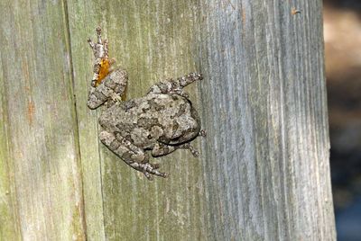 Gray Treefrog