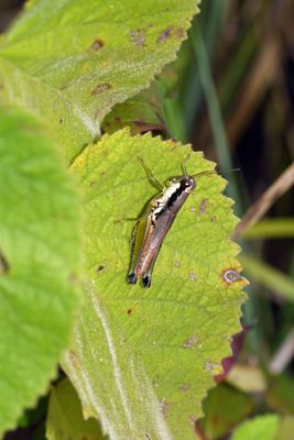 Olive-green Swamp Grasshopper