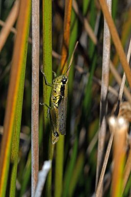 Olive-green Swamp Grasshopper