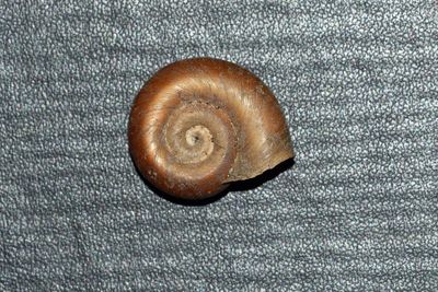 Ramshorn Snail