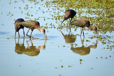 Plegadis Ibis