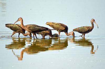 Plegadis Ibis