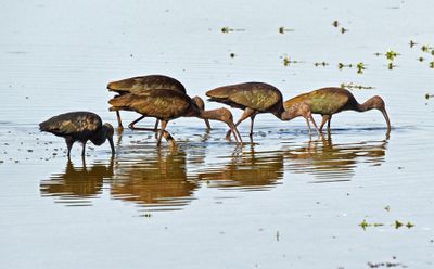 Plegadis Ibis